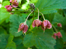 seeds
